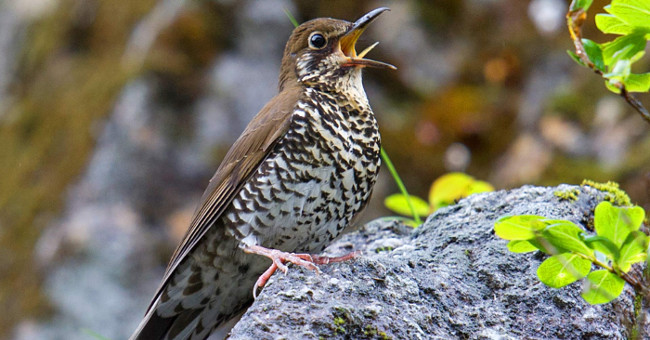 Discover new species of thrush by singing