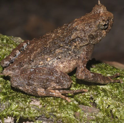 Discover new species of toad in Nghe An