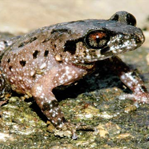 Discover new species of toad in Vietnam