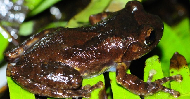 Discover New Species Of Tree Frog In Sapa