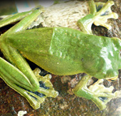 Discover new species of tree frog in Vietnam