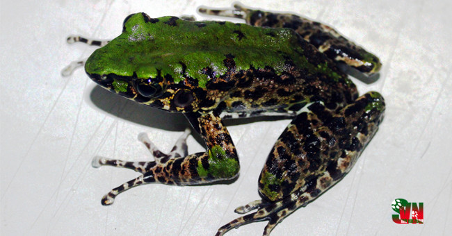 Discover new stone frog in Cao Bang