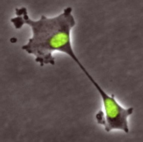 Discover new types of cell division