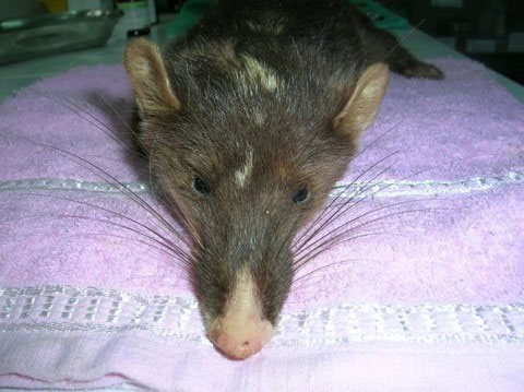 Discover new weasel species in Vietnam