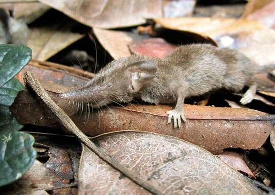 Discover new white tooth shrews