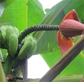 Discover new wild bananas in India