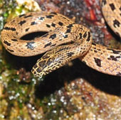 Discover new wolf snake near Vietnam border