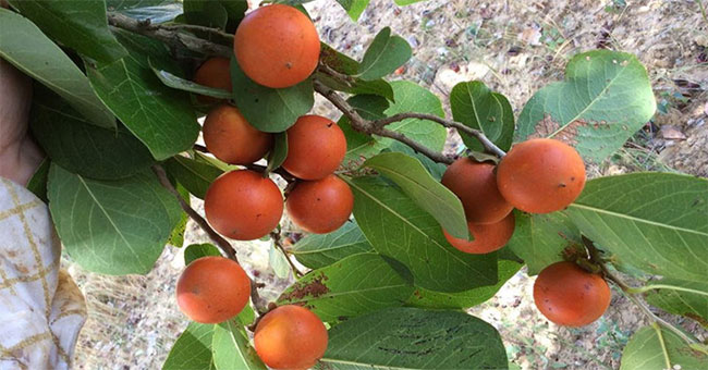 Discover orange-like fruits but extremely toxic in Vietnam