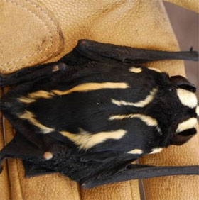 Discover panda bat in South Sudan