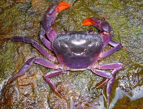 Discover purple crabs in Southeast Asia