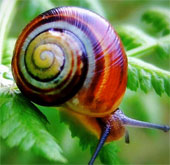 Discover rare and precious rainbow snails