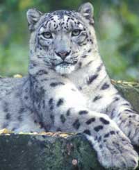 Discover rare and precious snow leopard