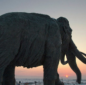 Discover rare and precious southern mammoth bones