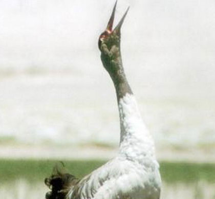 Discover rare black neck cranes in India