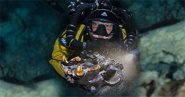 Discover rare fossils of the Ice Age bear and wolf-like predator