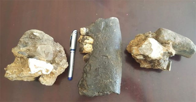 Discover rhinoceros fossils Rhinoceros siensis near Ruc people