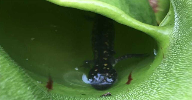 Discover scary carnivorous plants in Canada