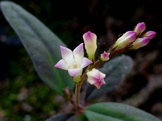 Discover self-seeding plants in Brazil