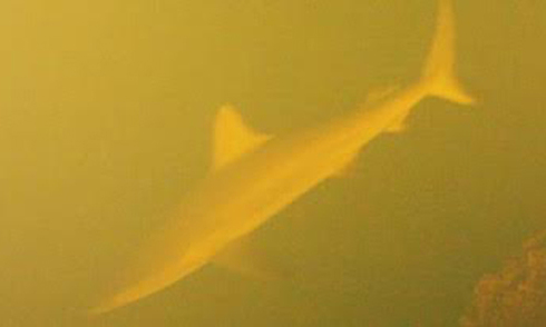 Discover sharks that live in volcanic hearts on the ocean floor