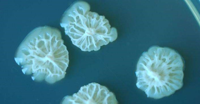 Discover shock about bacterial growth in space