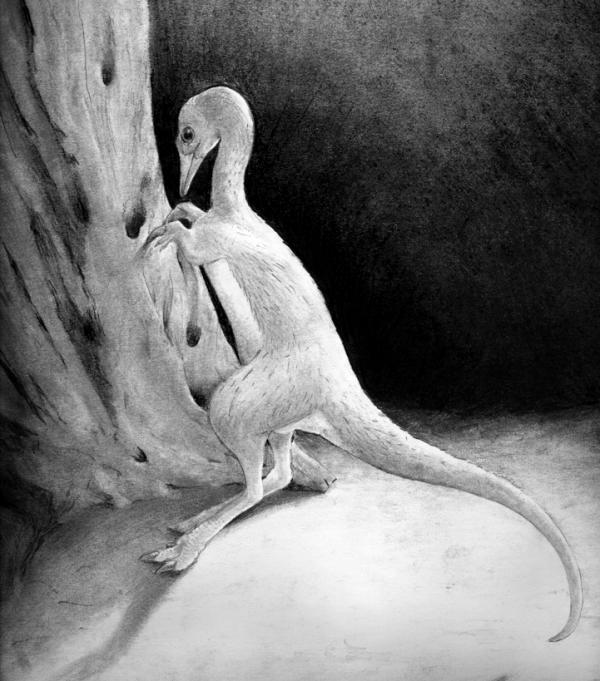 Discover small dinosaurs like chickens in the United States