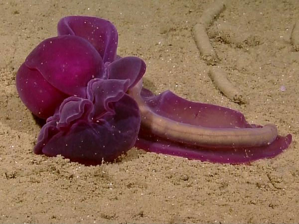 Discover some new species of worms in the ocean