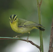 Discover some rare bird species in Phong Nha - Ke Bang