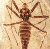 Discover special ancient creatures