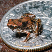 Discover strange 2012: World's smallest frog