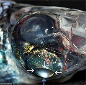 Discover strange 4-eye fish with 360-degree vision