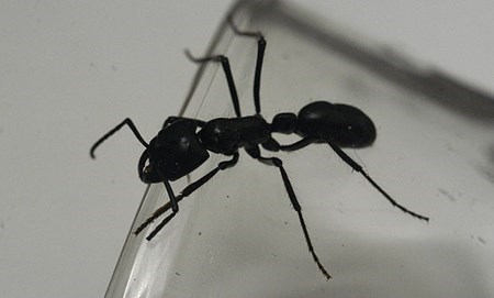 Discover strange ants in the world