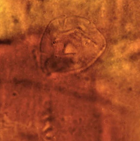 Discover strange creatures in cocoons 200 million years old