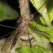 Discover strange creatures near Loch Ness