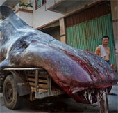 Discover strange sea monsters in China