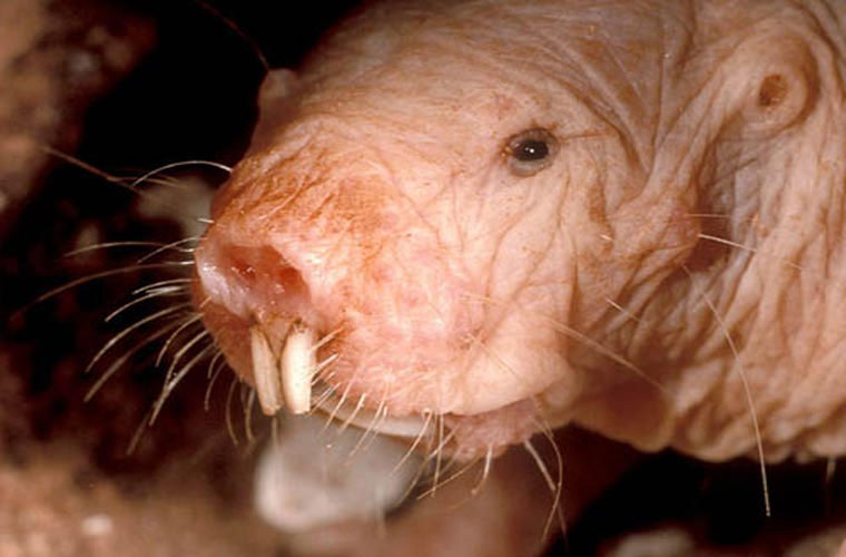 Discover strange underground life of naked mole