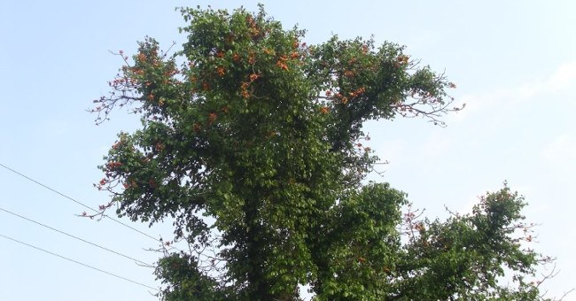 Discover surprise about mistletoe