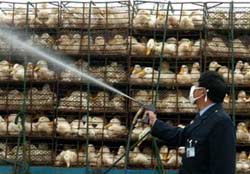 Discover the 8th AI outbreak in China