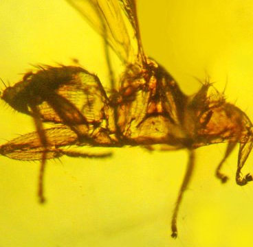 Discover the ancient fossil fly 'vampire'