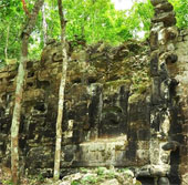 Discover the ancient Mayan city in the forest