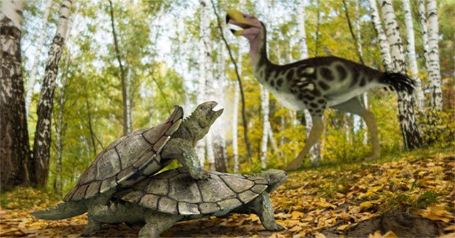 Discover the 'bizarre' life form of ancient land turtles