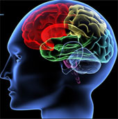 Discover the brain's imaginary origins