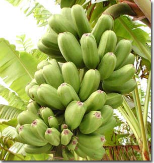 Discover the energy of bananas