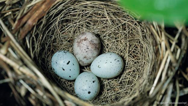 Discover the esper powers of birds eggs