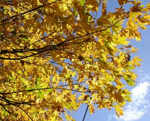 Discover the fall