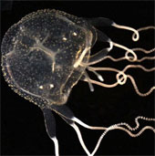 Discover the first individual Caribbean jellyfish in Australia