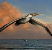 Discover the fossil of the largest bird of all time
