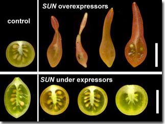 Discover the gene that forms the fruit shape