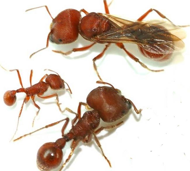 Discover the key to the social status of ants