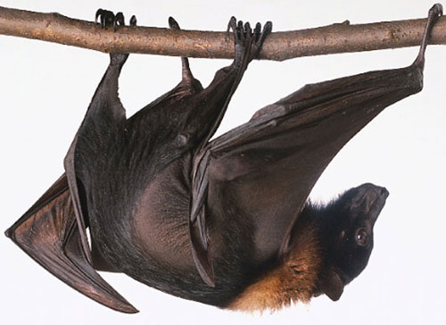 Discover the largest bat horse population in Vietnam