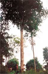 Discover the largest bitter tea tree in Vietnam